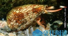 世界上最毒的海螺 鸡心螺的毒液能致10人死亡
