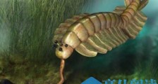 史上最大的寒武纪动物，奇虾是海洋中最凶猛的捕食者