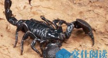 世界上最大的蝎子，非洲帝王蝎长达40CM，毒液有医药价值