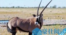 世界上最大的羊 大羚羊比牛还要大 最长3.5米最重1000公斤