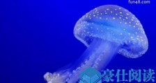 中国最大水母馆 感受天津海昌极地海洋公园 梦幻水母世界