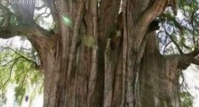 世界上最粗的树是什么树 百骑大栗树直径17.5米 周长55米