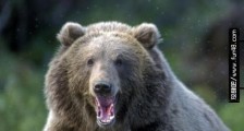世界上最大的棕熊 科迪亚克岛棕熊长2.8米/比姚明高一头