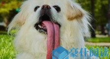 世界上舌头最长的狗 圣伯纳犬舌头长度接近2分米