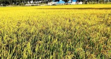 内蒙古“金稻之乡”打造乡村振兴样板区：“稻”出新经济