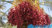 世界上生产椰枣最多的是哪个国家？伊拉克枣椰树简介