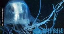 世界上最毒的水母箱水母 比毒蛇还毒被刺中30秒内死亡