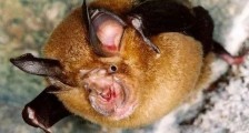 石正丽团队两年前已发现蝙蝠冠状病毒感染人现象  新冠肺炎的病毒源？