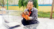 青海警方救助国家二级重点保护野生动物 红隼和普通鵟