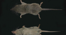 安徽黄山发现两个哺乳类新物种 这两个新物种长啥样？