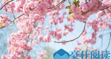赏樱花的好心情说说 赏樱花诗句