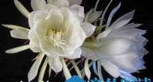 祝您寿比昙花是什么意思 祝您寿比昙花是什么意思