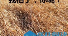 我枯了你呢什么意思 我枯了你呢表情包