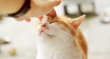 投资百万日亏两千,上门喂猫月入数万,他们在猫咪经济中掘金