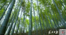 已经赚了35万元!这群湖北人,靠竹子“呼吸”挣钱