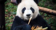 真香的熊猫IP，能在动物园之外造出新文化吗？