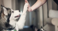 为了让猫狗过得精致,我每月花费近万