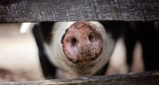 新希望上半年净利预亏34.50亿 同比预降209.04%
