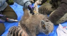 世界最大的猫头鹰 毛腿鱼鸮翅长两米堪比雕兄(濒临灭绝)