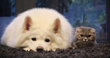 留守武汉的猫狗要断粮了,志愿者伸援手:每个生命都应被公平对待