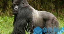 力量最大的灵长目动物 雄性猩猩“博马”右手的拉力为384.19公斤