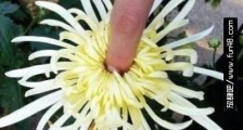爆菊花是什么意思?爆你菊花是什么意思?什么叫爆菊花