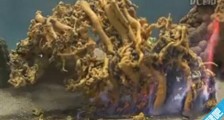 为什么叫法老之蛇?著名化学实验法老之蛇硫氰化汞膨胀反应
