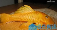 世界上最独特的变异鱼种 24k黄金达摩身价高达数十万