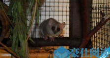 世界上最小的原始猴类 鼠狐猴体重40