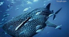 最大的动物卵 长30.5厘米的鲸鲨卵
