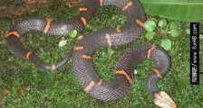 世界上最难养的蛇 喜玛拉雅白头蛇用绝食拒绝人工饲养