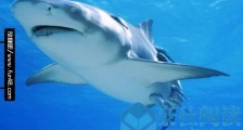 世界上最大的食肉鱼类 大白鲨噬人 身长6.5米体重3200公斤牙长10厘米