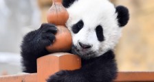 陕西秦岭大熊猫研究中心:大熊猫宝宝健康成长