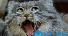 世界上最凶猛的猫科动物兔狲 貌似猫头鹰