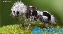 世界上长相最奇特的蜂 熊猫蚂蚁毛色如熊猫 体态似蚂蚁