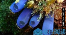 世界上长得最像植物的动物 海鞘既像花朵又似果实