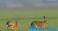 世界上跑的最快的兔子 欧洲野兔速度可达每小时72公里