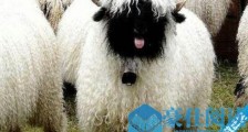 世界上最可爱的羊 黑鼻羊脸部漆黑不见五官 外形十分蠢萌