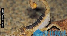 世界上最毒的蝎子：巴勒斯坦毒蝎 蛰一下就要命