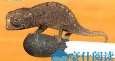 世界上最小的壁虎,雅拉瓜壁虎身长仅106厘米