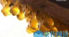 世界上最贪吃的动物 蜜罐蚁卯足了劲进食 直到肚子快要撑破为止