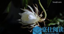 祝您寿比昙花是什么梗