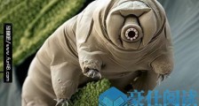 水熊虫:世界上唯一能在宇宙真空生存的动物