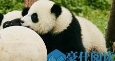 以下那座山系不是大熊猫栖息地?森林驿站2020年7月15日森林小课堂答案