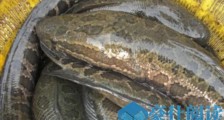 涉及蟹黄瓜子仁南京盐水鸭 江苏这6批次食品不合格