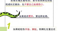 广西多地出现蛇患 夏季防蛇这些知识请牢记