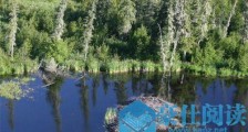 世界上最大河狸坝 伍德布法罗国家公园发现长达850米的河狸坝