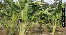 最大的草本植物 旅人蕉原产地高可达30米