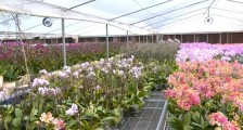 广东花市相继取消 花农面临花难卖