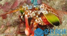 世界上最凶残的虾 雀尾螳螂虾比子弹威力还强